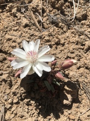 Lewisia rediviva