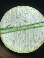 Carex prairea