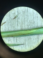 Carex prairea