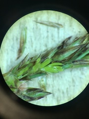 Carex prairea