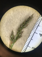 Carex prairea