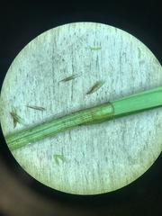 Carex prairea
