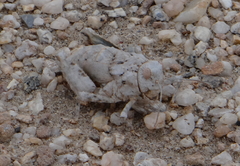 Trachypetrella anderssonii