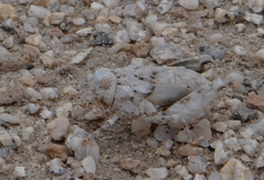 Trachypetrella anderssonii