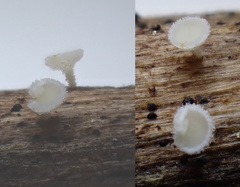 Lachnum subvirgineum