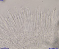 Lachnum subvirgineum