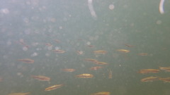 Richardsonius egregius