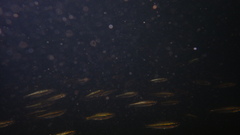 Richardsonius egregius