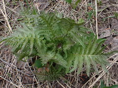 Pedicularis bracteosa