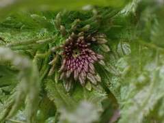 Pedicularis bracteosa