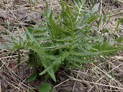 Pedicularis bracteosa