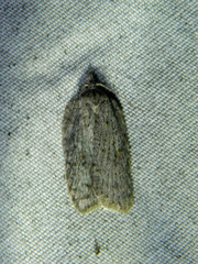 Acleris maximana