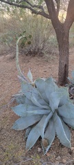 Agave colorata