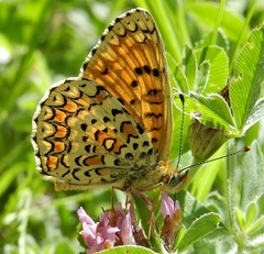 Melitaea ornata