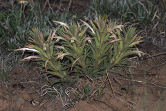 Castilleja sessiliflora