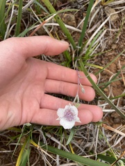 Calochortus tolmiei