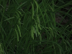 Carex prasina