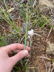 Calochortus tolmiei