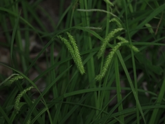 Carex prasina