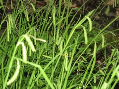 Carex prasina