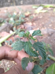 Malvastrum coromandelianum