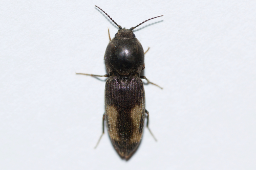 Paracardiophorus