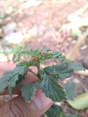 Malvastrum coromandelianum