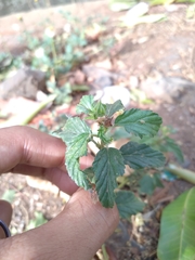 Malvastrum coromandelianum