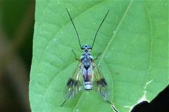 Athericidae