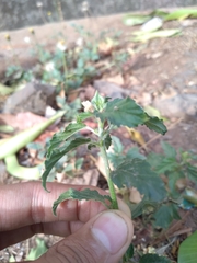 Malvastrum coromandelianum