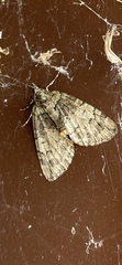 Hydriomena transfigurata