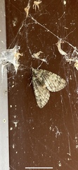 Hydriomena transfigurata