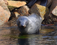 Arctocephalus pusillus