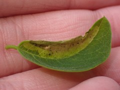Agromyza soka