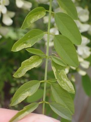 Agromyza soka