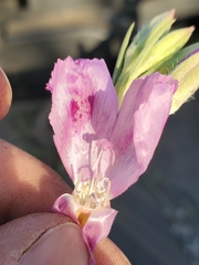 Clarkia williamsonii