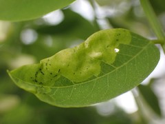 Agromyza soka