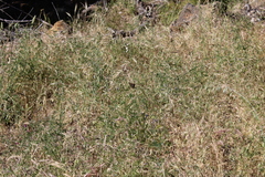 Euphydryas chalcedona chalcedona