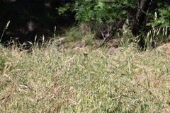 Euphydryas chalcedona chalcedona