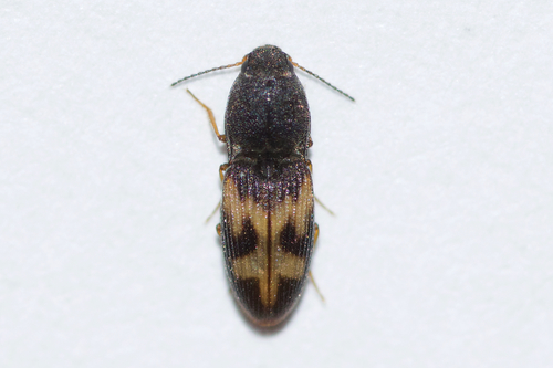 Arnett's Click Beetle