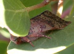 Orthosia pulchella