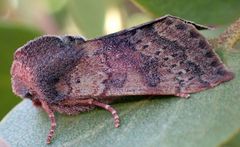 Orthosia pulchella