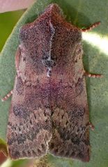 Orthosia pulchella