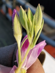 Clarkia williamsonii