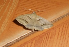 Perasia helvina