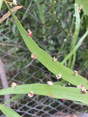 Muehlenbeckia platyclada