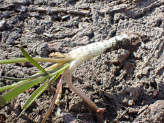 Lomatium fusiformis