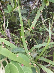 Muehlenbeckia platyclada