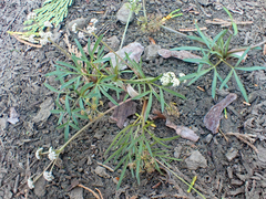 Lomatium fusiformis