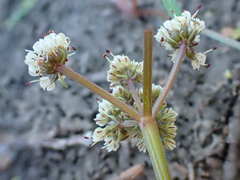 Lomatium fusiformis